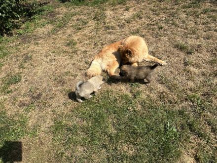 Eurasier Welpe