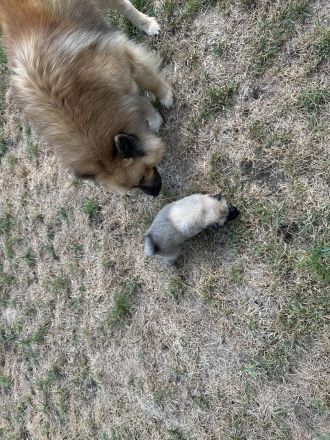 Eurasier Welpe