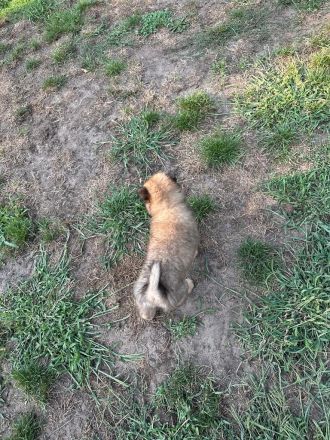 Eurasier Welpe