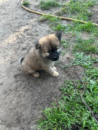Eurasier Welpe