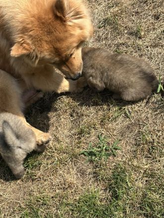 Eurasier Welpe
