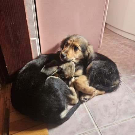 Welpen Dorie und Piet suchen dringend ihre Für-Immer-Menschen <3