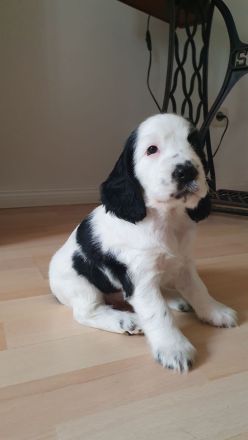 English Cocker Spaniel Welpen mit DRV-Ahnentafel – liebevoll im Familienverband aufgezogen