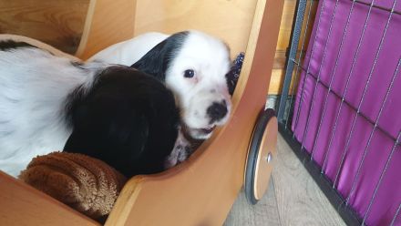 English Cocker Spaniel Welpen mit DRV-Ahnentafel – liebevoll im Familienverband aufgezogen