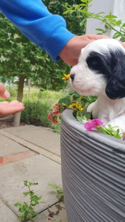 English Cocker Spaniel Welpen mit DRV-Ahnentafel – liebevoll im Familienverband aufgezogen