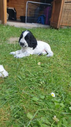 English Cocker Spaniel Welpen mit DRV-Ahnentafel – liebevoll im Familienverband aufgezogen
