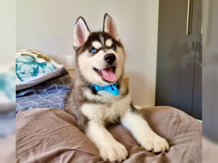 Siberian Husky-Welpen mit Ahnentafel