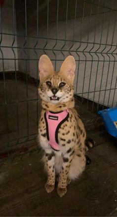 2 serval abzugeben nur erfahrene