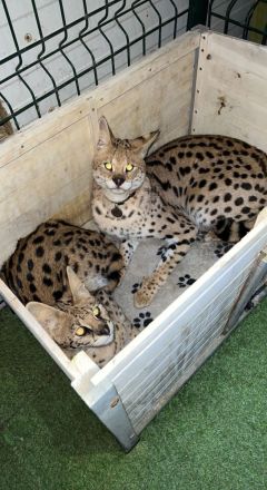 2 serval abzugeben nur erfahrene