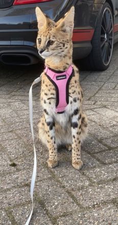 2 serval abzugeben nur erfahrene