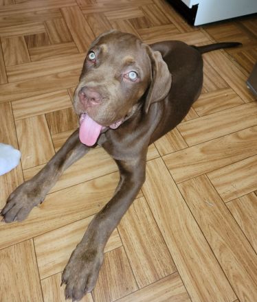 Cane Corso zu vermitteln