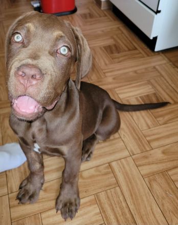 Fast 5 Monate alte Cane Corso Hündin schweren Herzens abzugeben