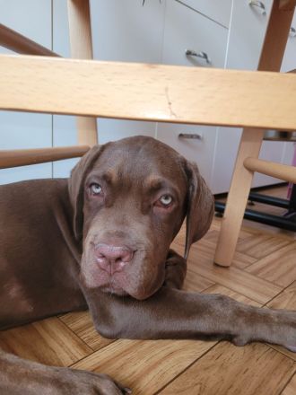 Fast 5 Monate alte Cane Corso Hündin schweren Herzens abzugeben
