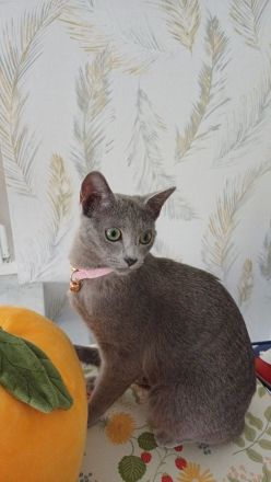 Sophie sucht liebevolle Familie
