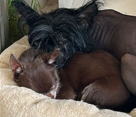 Süßer Chinese Crested Rüde sucht sein neues Traumschloss