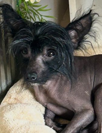 Süßer Chinese Crested Rüde sucht sein neues Traumschloss