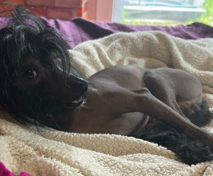 Süßer Chinese Crested Rüde sucht sein neues Traumschloss