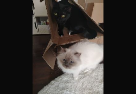 Heilige Birma reinrassig und EKH/Heilige Birma mix