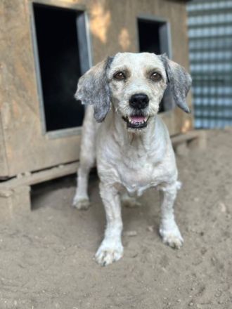 Petunia, geb. ca. 07/2017, lebt in GRIECHENLAND, auf einer privaten Pflegestelle
