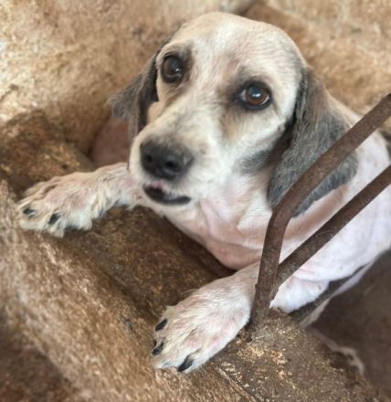 Petunia, geb. ca. 07/2017, lebt in GRIECHENLAND, auf einer privaten Pflegestelle