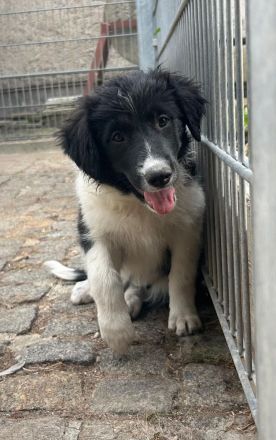 Wunderschöne Border-Collie Welpen schwarz-weiss ohne Papiere abzugeben