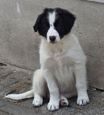 Wunderschöne Border-Collie Welpen schwarz-weiss ohne Papiere abzugeben