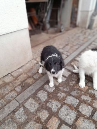 Border Collie Welpen