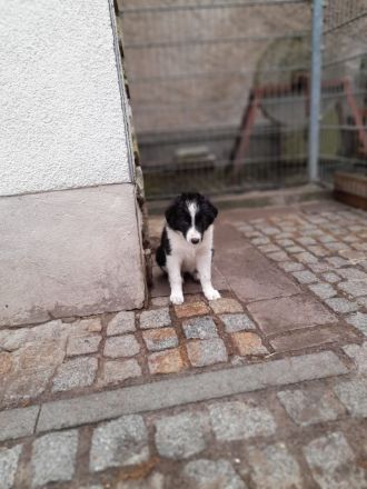 Border Collie Welpen