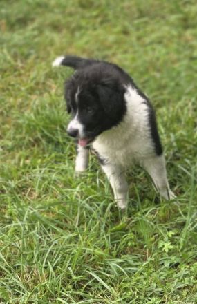 Border Collie Welpen