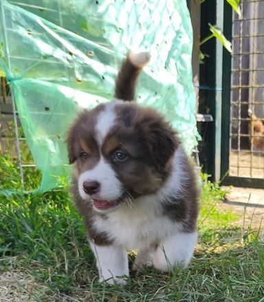 Australian Shepherd Welpe