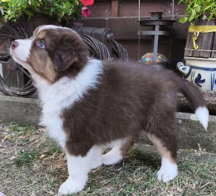 Australian Shepherd Welpe