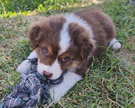 Australian Shepherd Welpe