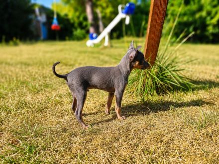 💙 Seltener Blue & Tan Prager-Rattler-Rüde "Teddy" sucht sein Für-immer-Zuhause 🐾