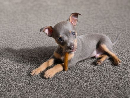 💙 Seltener Blue & Tan Prager-Rattler-Rüde "Teddy" sucht sein Für-immer-Zuhause 🐾