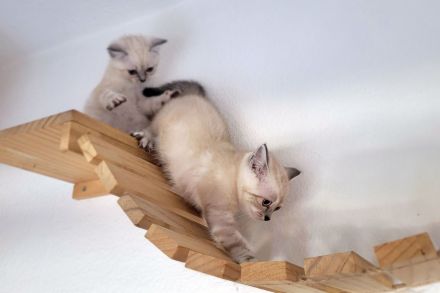 Britisch Langhaar-Kitten