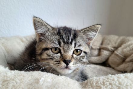 Britisch Langhaar-Kitten