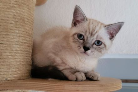Britisch Langhaar-Kitten