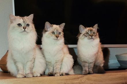 Britisch Langhaar-Kitten