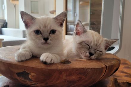 Britisch Langhaar-Kitten