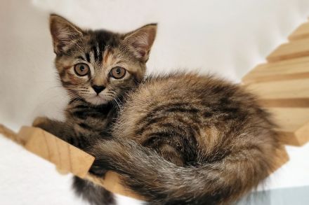 Britisch Langhaar-Kitten