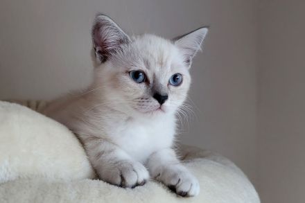 Britisch Langhaar-Kitten