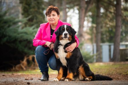 Berner Sennenhund mit FCI-Stammbaum