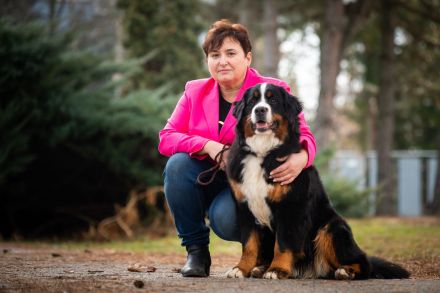 Berner Sennenhund mit FCI-Stammbaum