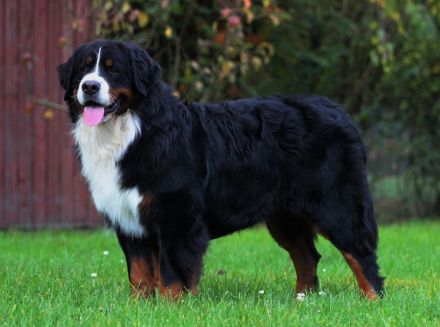 Berner Sennenhund mit FCI-Stammbaum