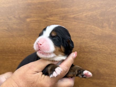 Berner Sennenhund mit FCI-Stammbaum