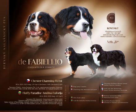 Berner Sennenhund mit FCI-Stammbaum