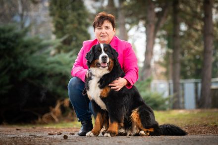Berner Sennenhund mit FCI-Stammbaum