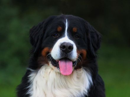 Berner Sennenhund mit FCI-Stammbaum