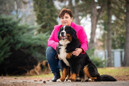 Berner Sennenhund mit FCI-Stammbaum