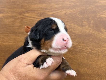 Berner Sennenhund mit FCI-Stammbaum